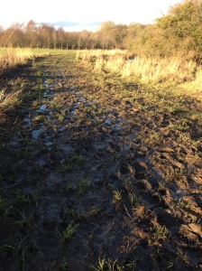 muddy path